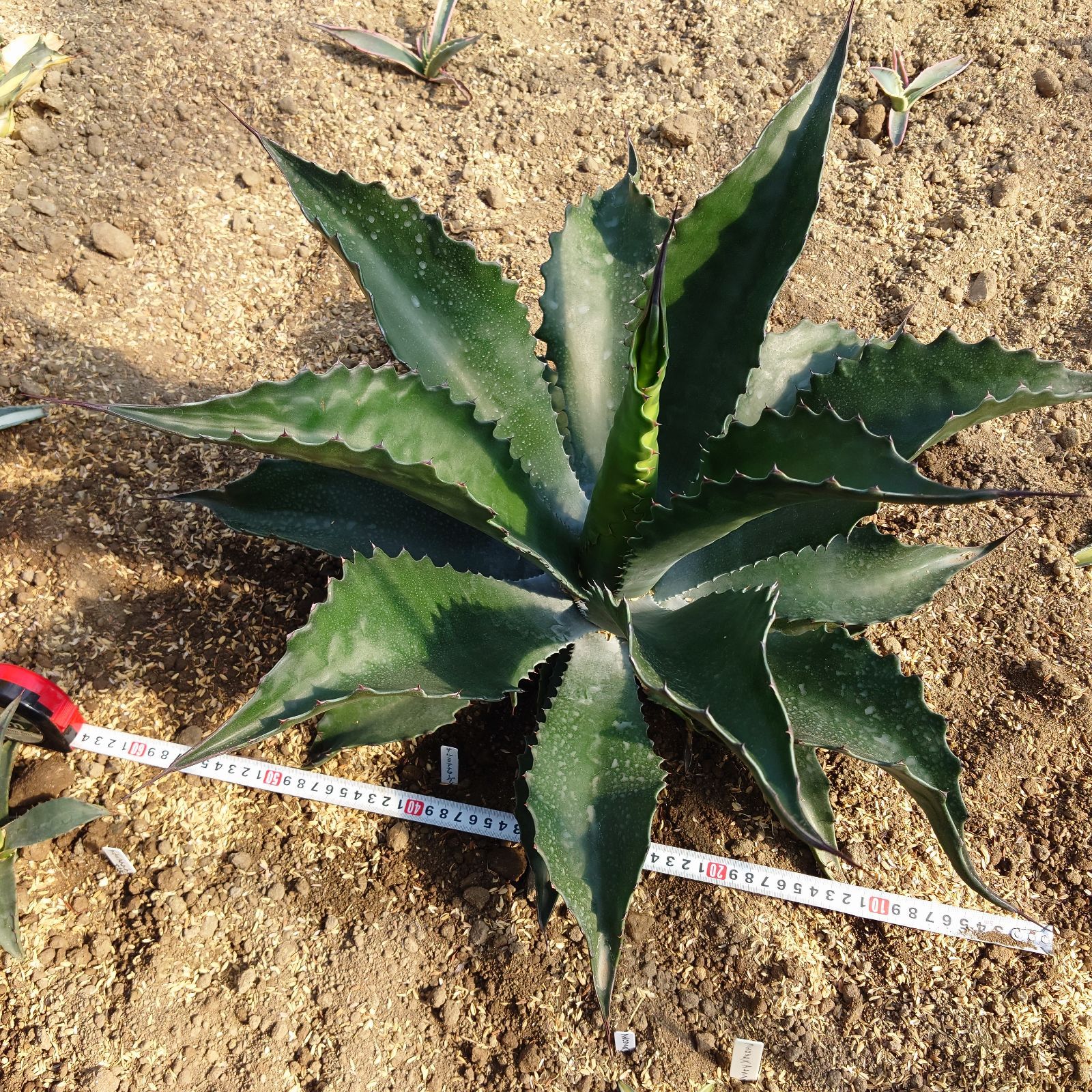 【現品】アガベ　サルミアナ・フェロックス ”ローガン・カルホーン”　12号　あM 現品】アガベ サルミアナ・フェロックス ”ローガン・カルホーン