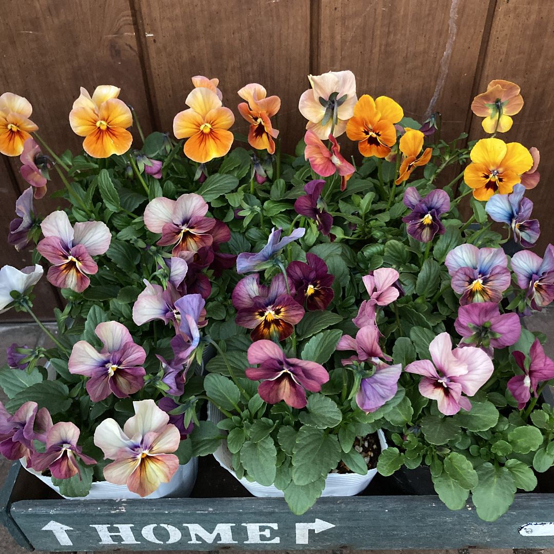 アンティークカラーのビオラ 9ポットセット お得♪ - メルカリ