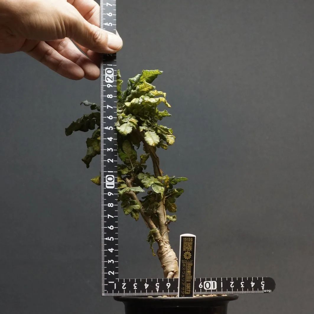 Boswellia sacra
