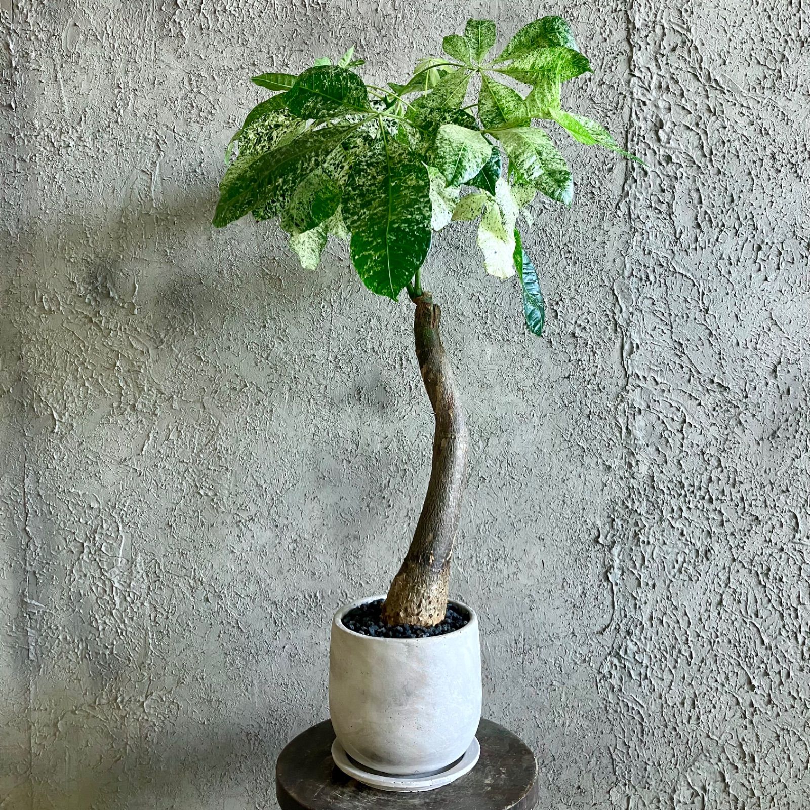 厳選された植物と鉢】希少品種 斑入り パキラ ミルキーウェイ 6