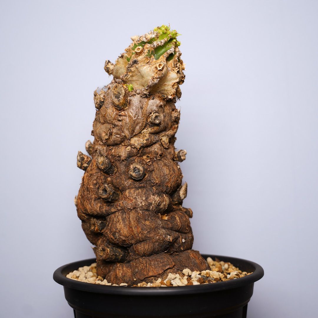 F12 ユーフォルビア ムランジーナ 発根済 現地株 - メルカリ