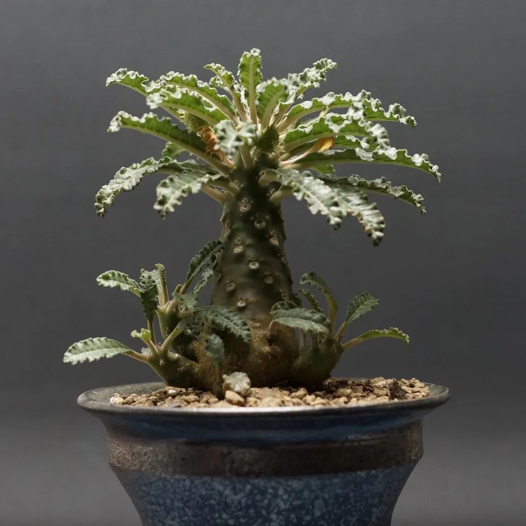 きめちゃん　ドルステニア　ラブラニー×ホルウッディODDROOTS管理株 きめちゃん ドルステニア ラブラニー×ホルウッディODDROOTS管理