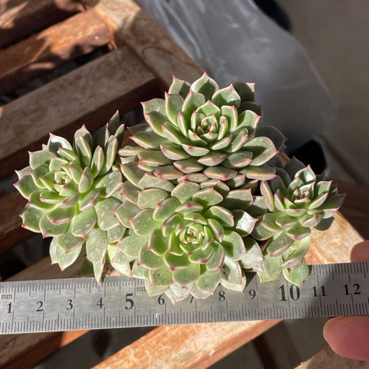 多肉植物 オリビア　抜き苗　エケベリア 多肉植物 オリビア抜き苗エケベリア