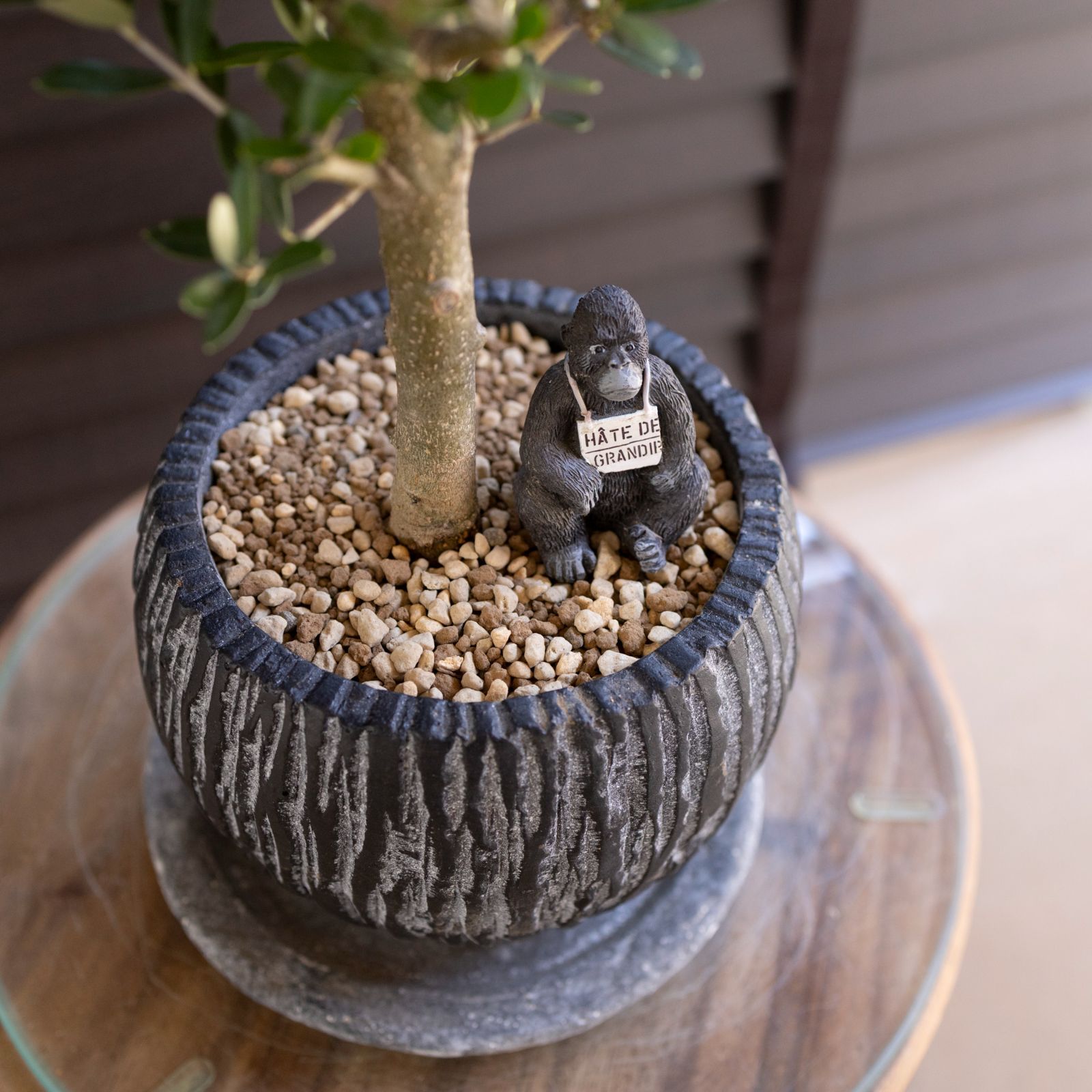 ☆OLIVE☆　オリーブ　シプレッシーノ　幹太仕立て　5号　信楽焼き鉢植え込み ☆OLIVE☆ オリーブ シプレッシーノ 幹太仕立て 5号 信楽焼き