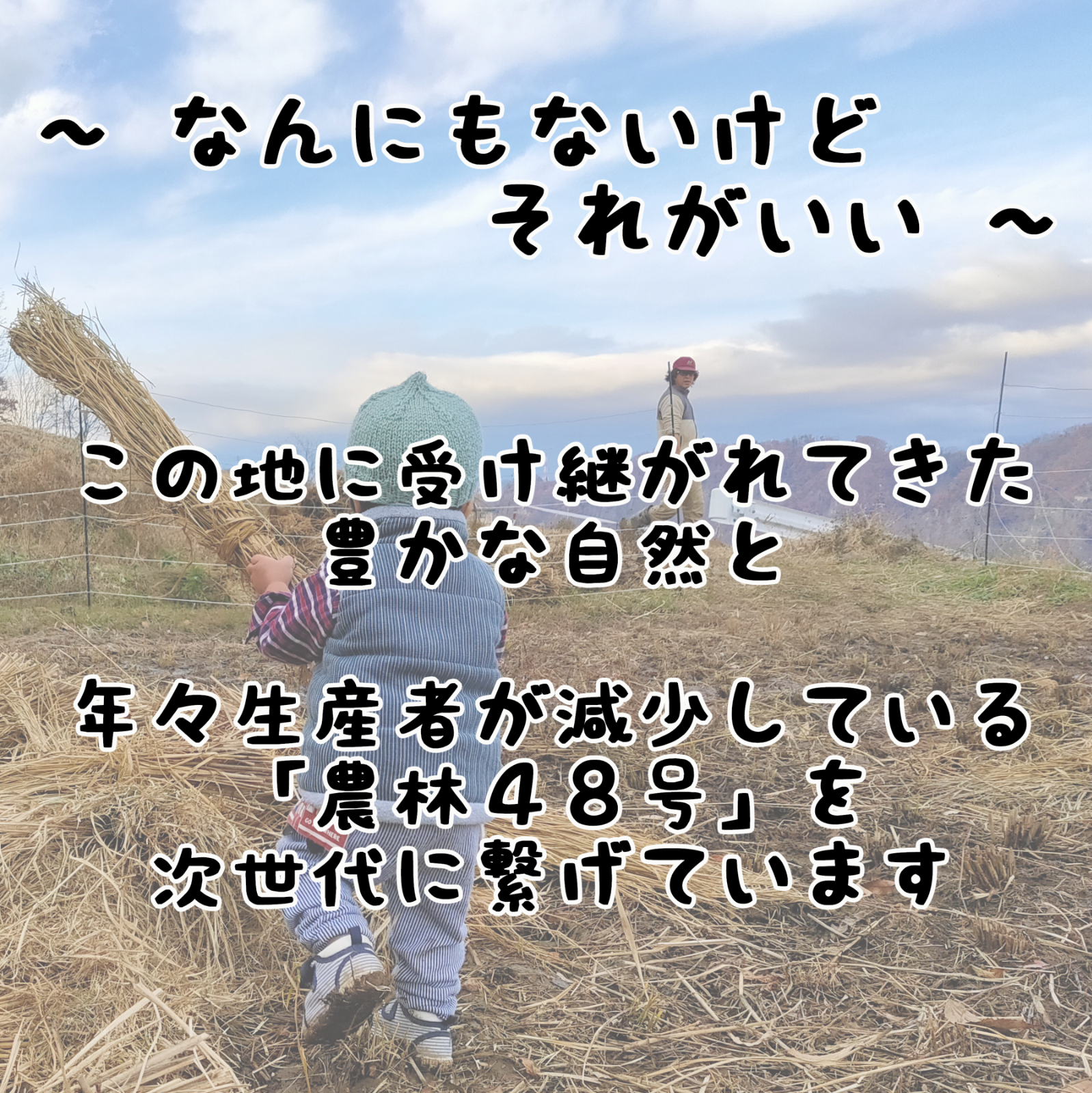 ～兜の舞～農薬不使用 カブトエビ農法 玄米or精米 5kg