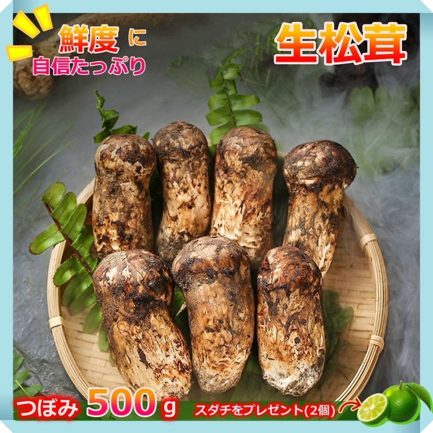 新鮮な茶色の松茸1kg 【公式通販】