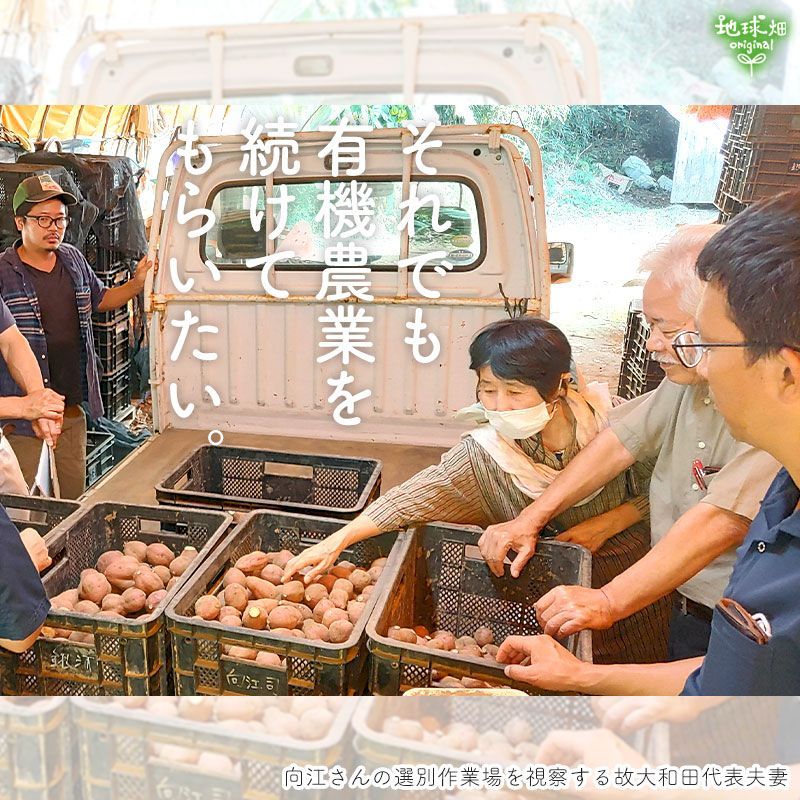 1月発送 向江さんの有機安納芋 MLサイズ 20kg 1本100～500g 種子島産 土付き 有機栽培 化学肥料・農薬不使用 さつまいも あんのういも 有機JAS 産地直送