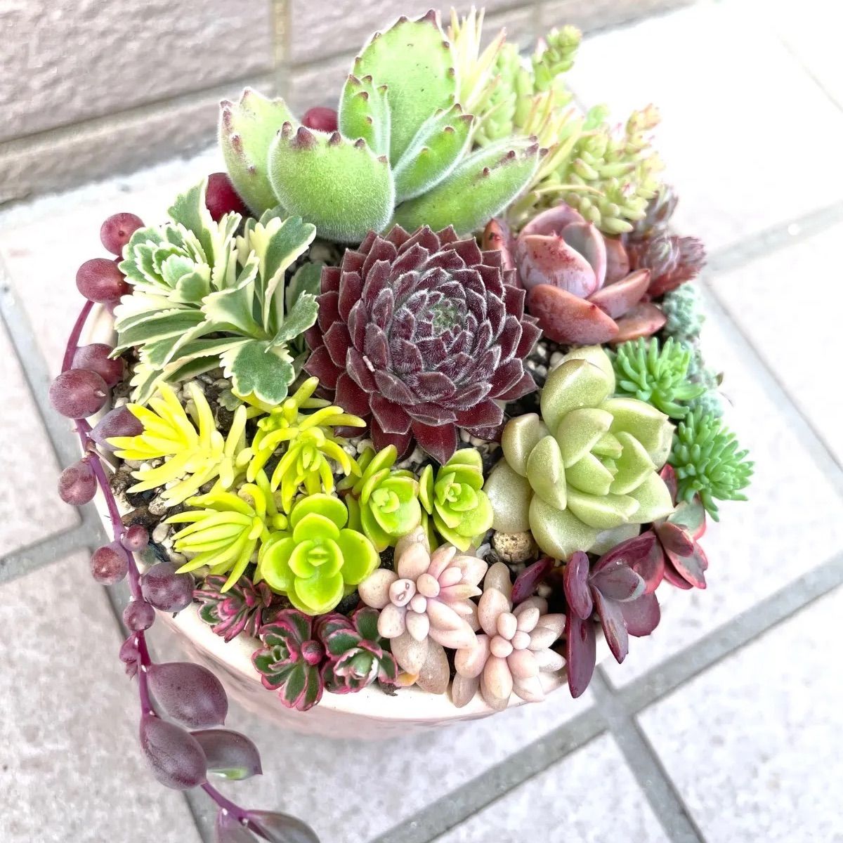 ☆多肉植物カット苗詰め合わせ☆このまま飾れません☆自分で寄せ