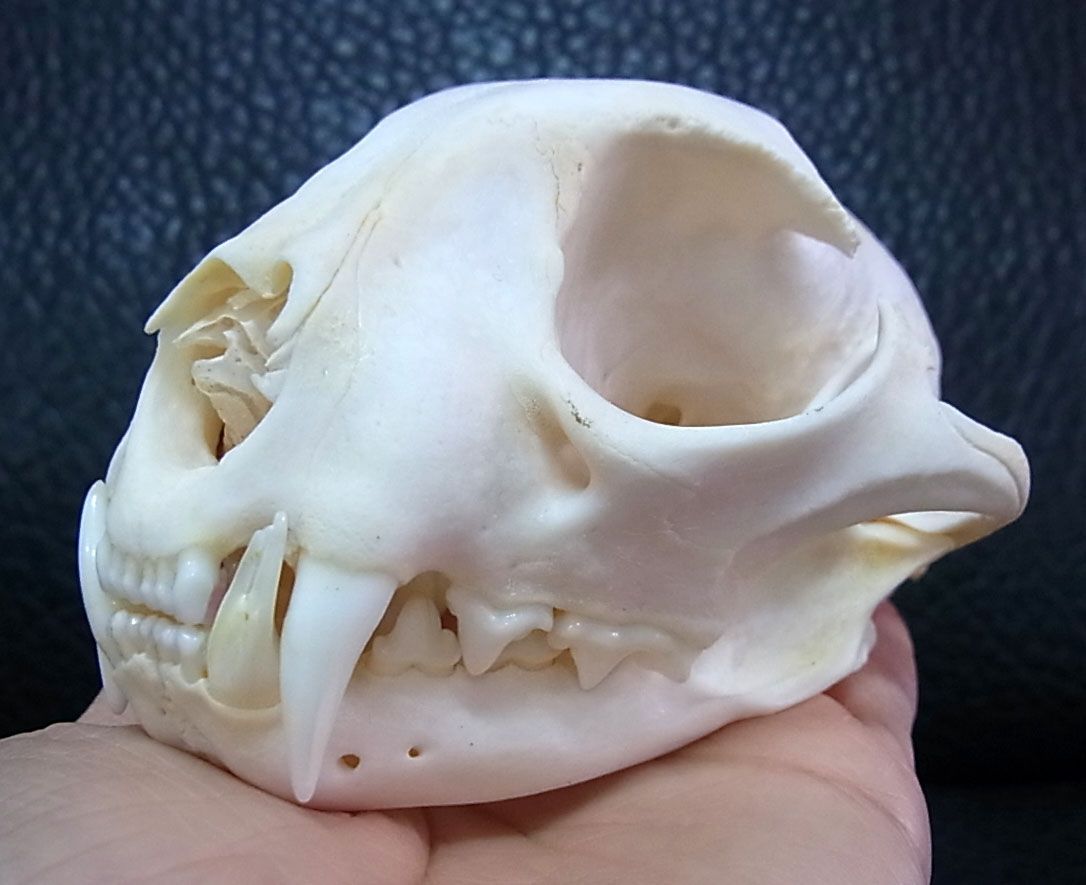 高品質★ボブキャットの頭骨　12ｃｍ 高品質！ボブキャットの頭骨 12.5cm 【公式通販】