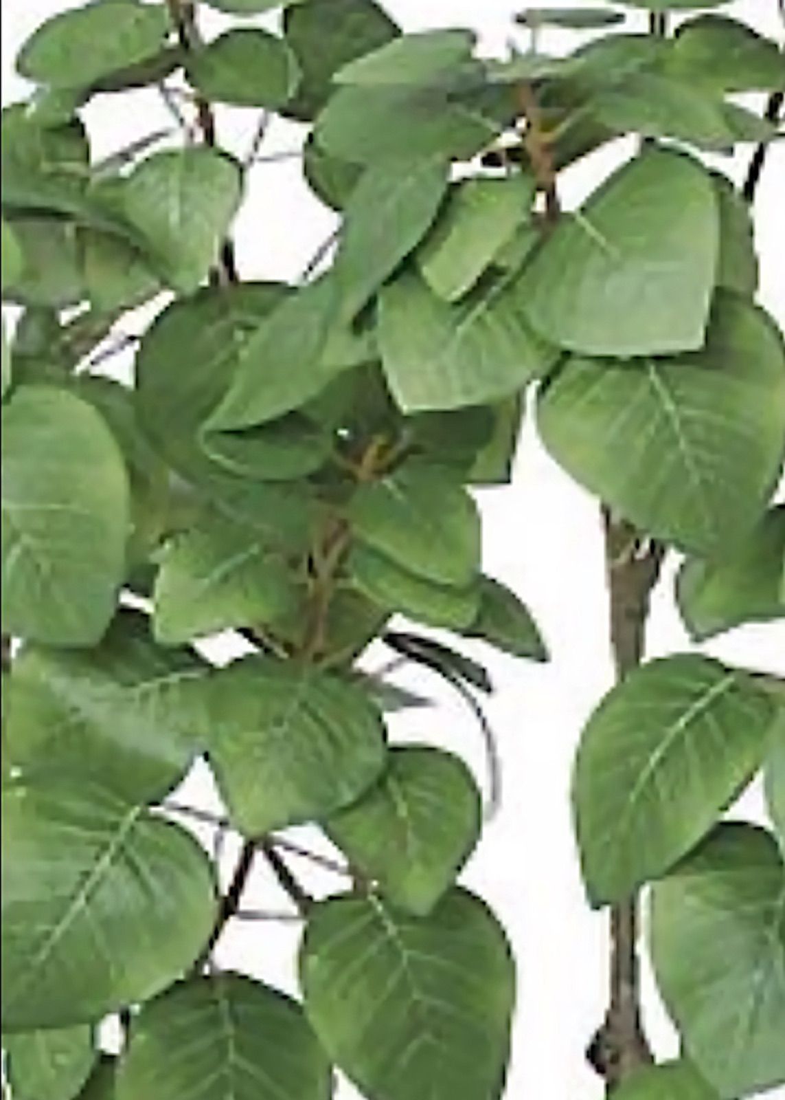 光触媒 人工観葉植物 ウォールグリーン フェイク フラワー スモーク