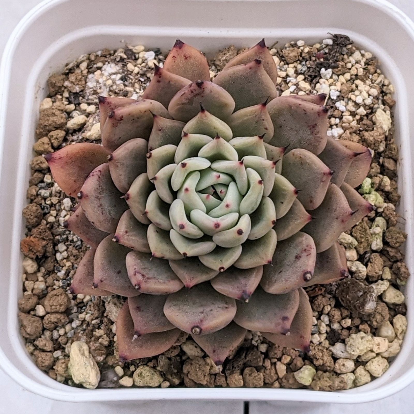 売却済み 多肉植物 リエール苗 ブラックチップ 【公式通販】