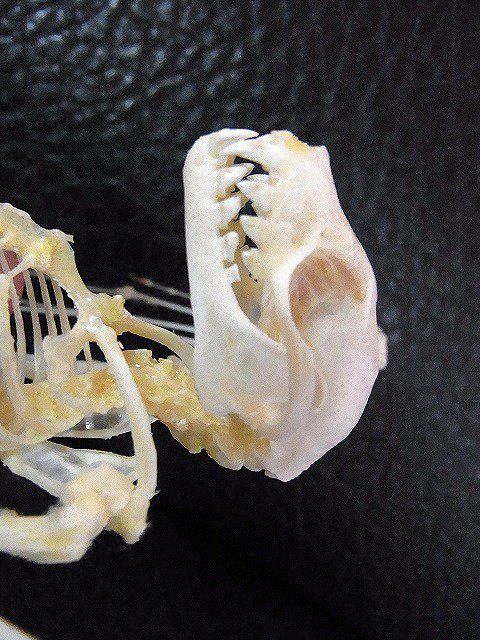 羽を広げた コバナフルーツコウモリの骨格標本 - メルカリ