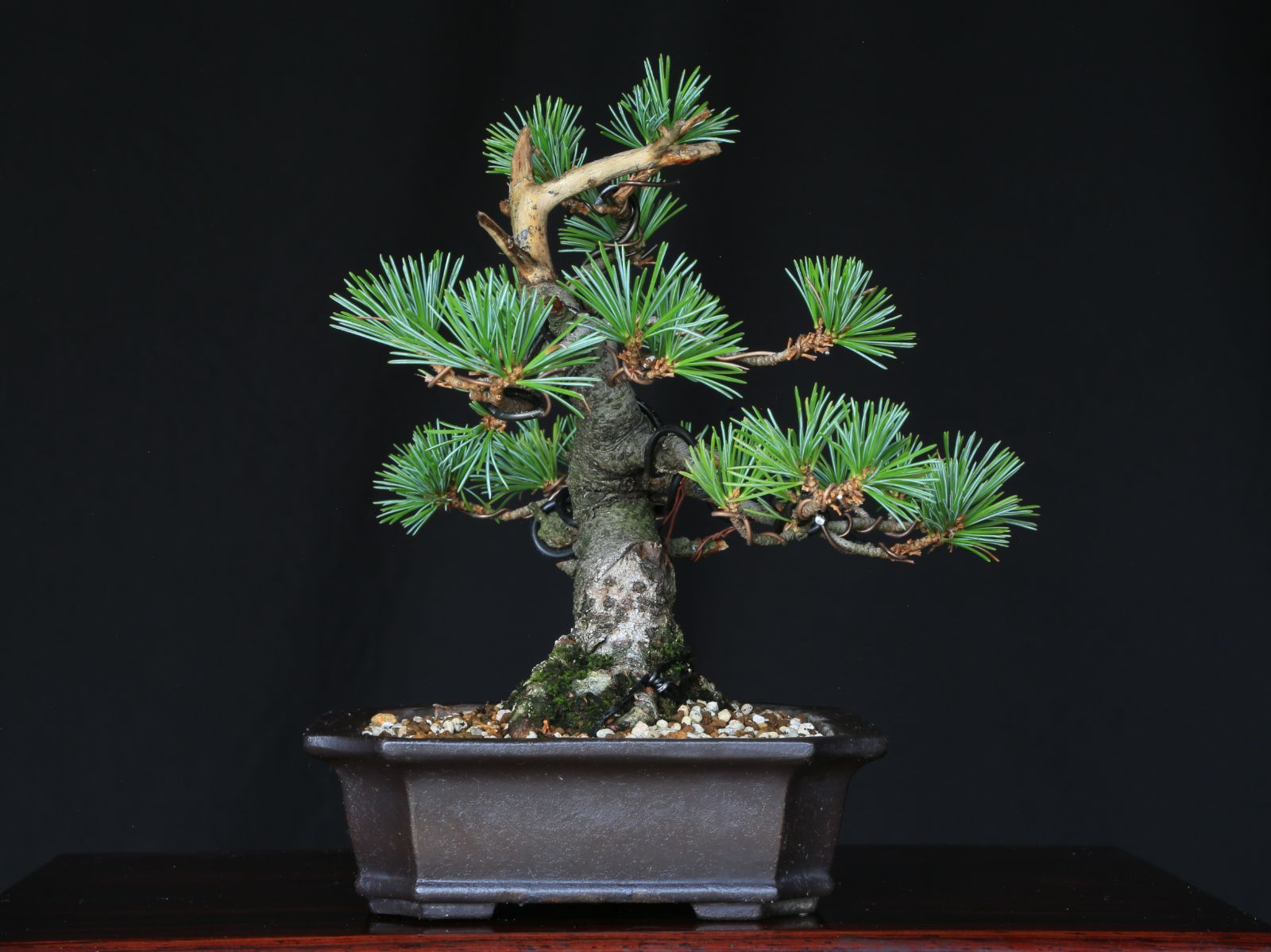 最終値下げ品 山採り赤松 赤松A H80cm W60cm