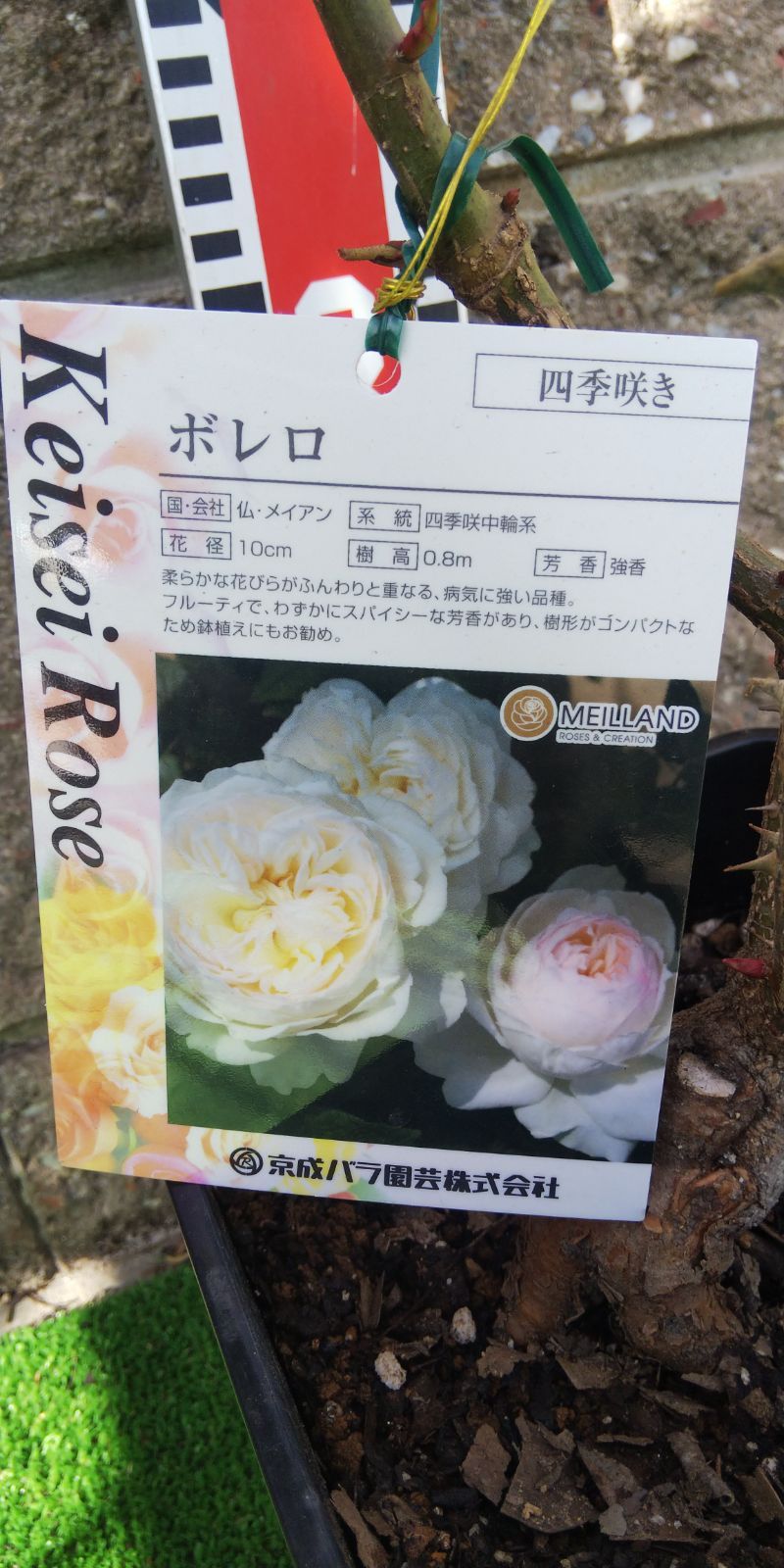 バラ苗 ER ジェーンオースチン 接木大苗 強香 強健 ７号鉢 薔薇 苗 - 植物/観葉植物