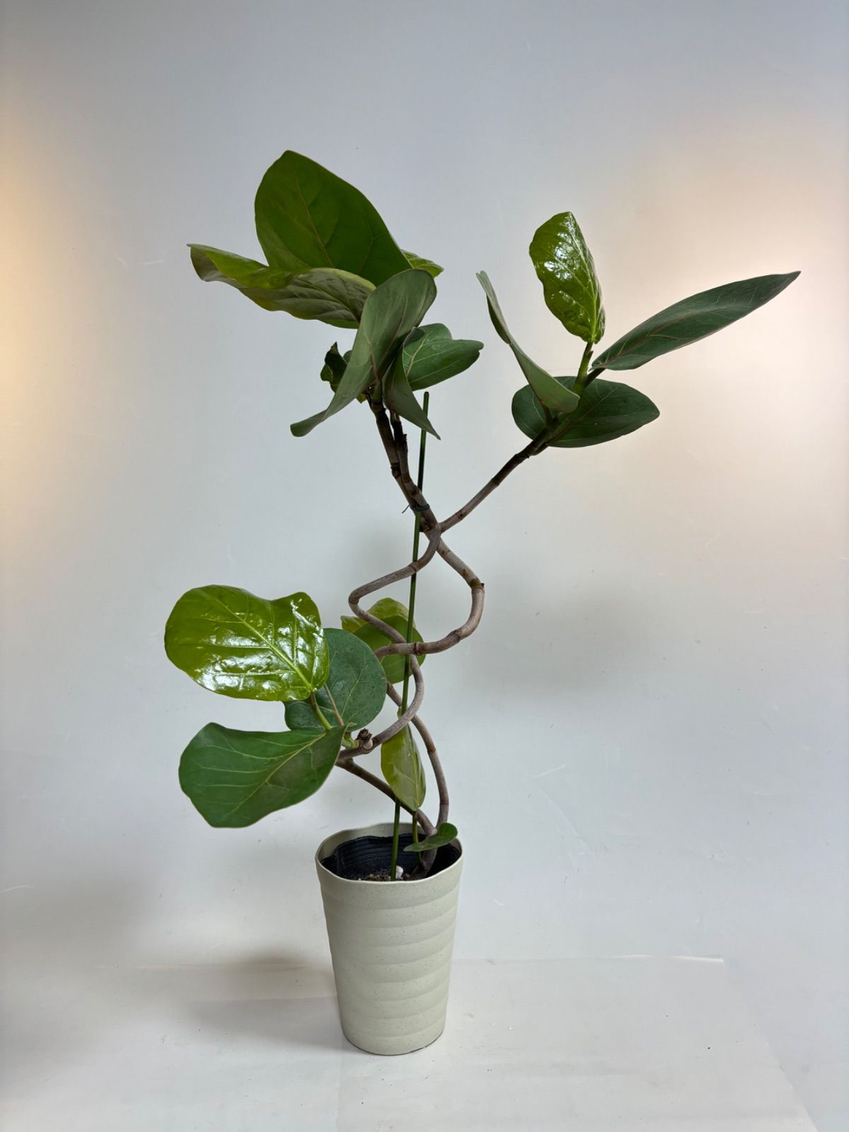 ☆希少☆ レア 観葉植物 オシャレ シーグレープ スパイラル 4寸 グリーン ✨️観葉植物 シーグレープ✨️希少 風水植物 スパイラル