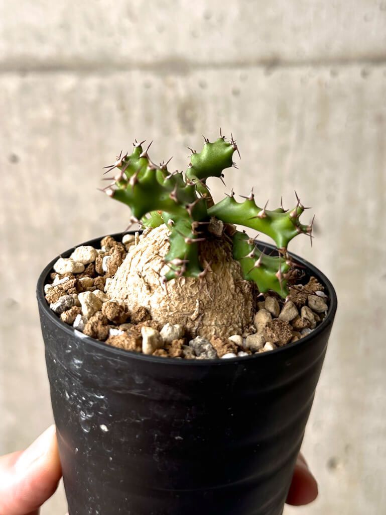 現品限り】ユーフォルビア・スクアローサ 奇怪ヶ島【U15】 節約