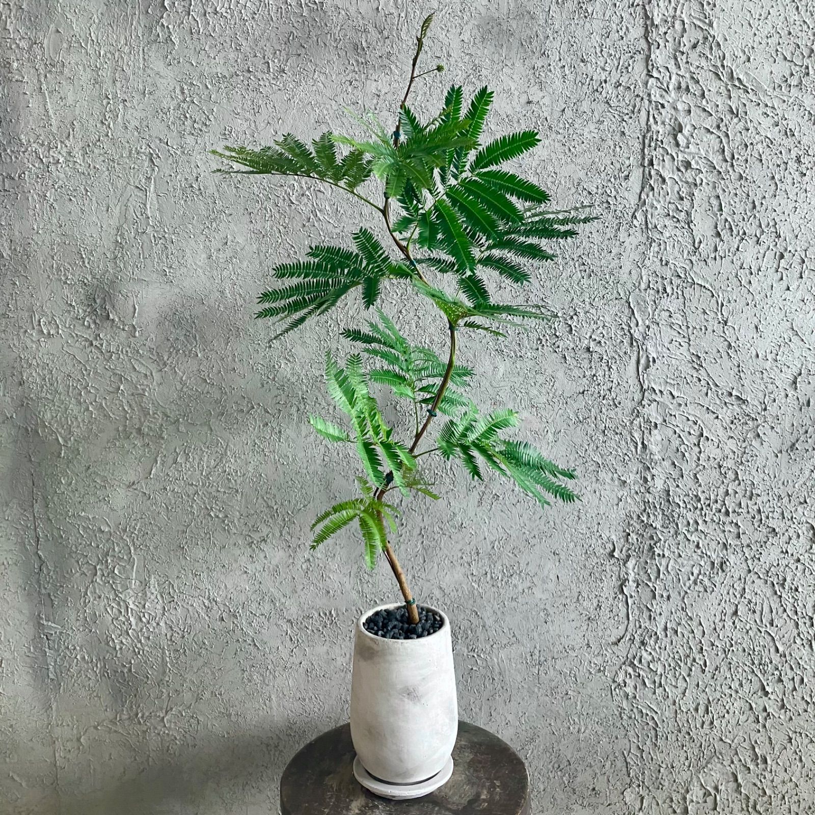 エバーフレッシュ　特大　曲がり　美形　観葉植物　カッシーナ　ボーコンセプト エバーフレッシュ 特大 曲がり 美形 観葉植物 カッシーナ ボー