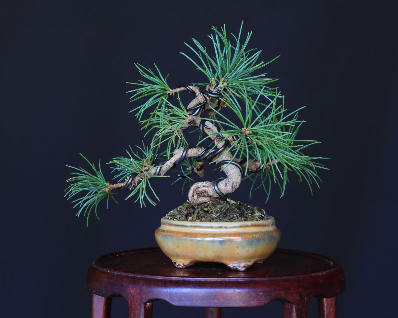 五葉松 [模様木] 大品盆栽 midcentury 五葉松 [模様木] 大品盆栽