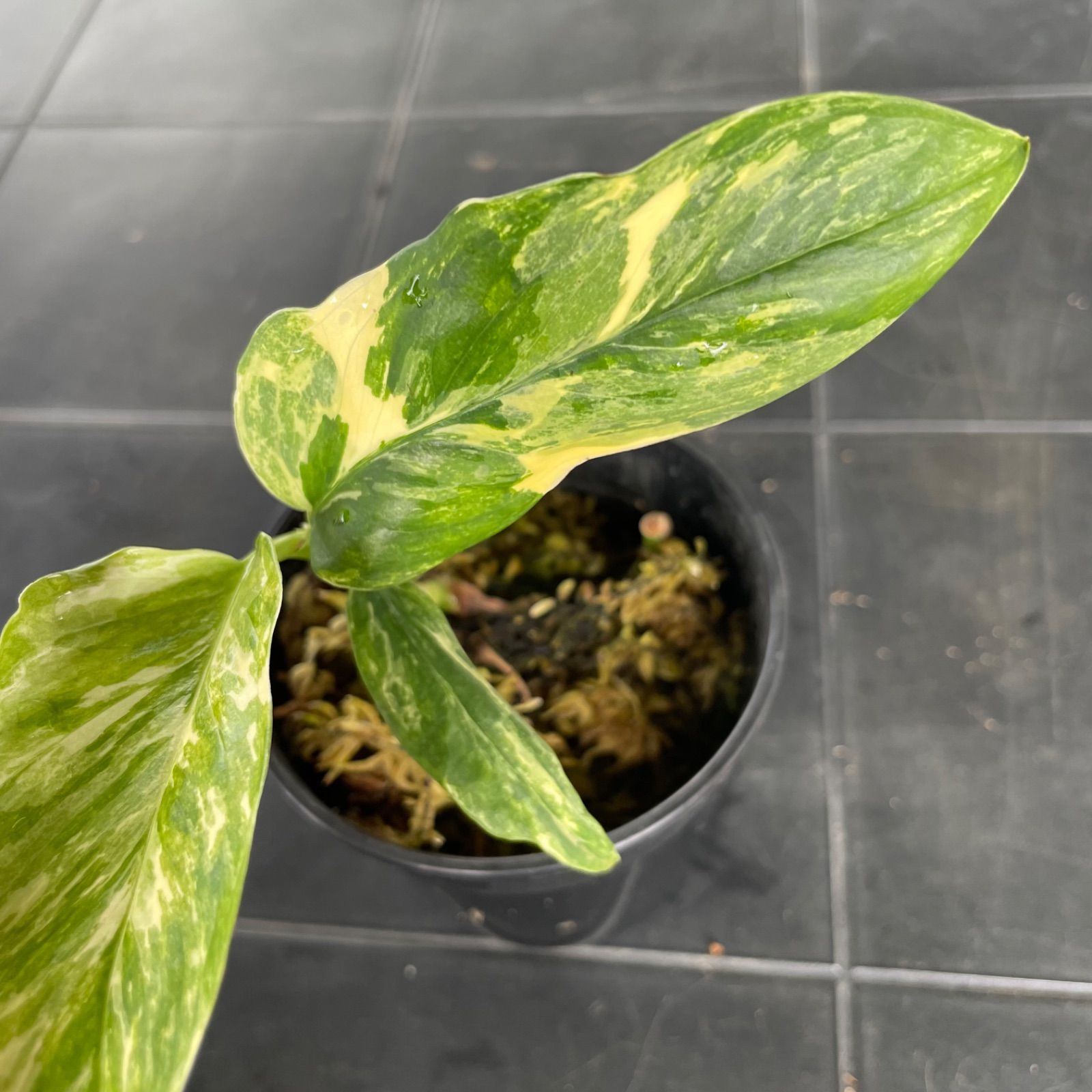 希少】 モンステラ レクレリアナ 斑入り Monstera lechleriana variegated - メルカリ