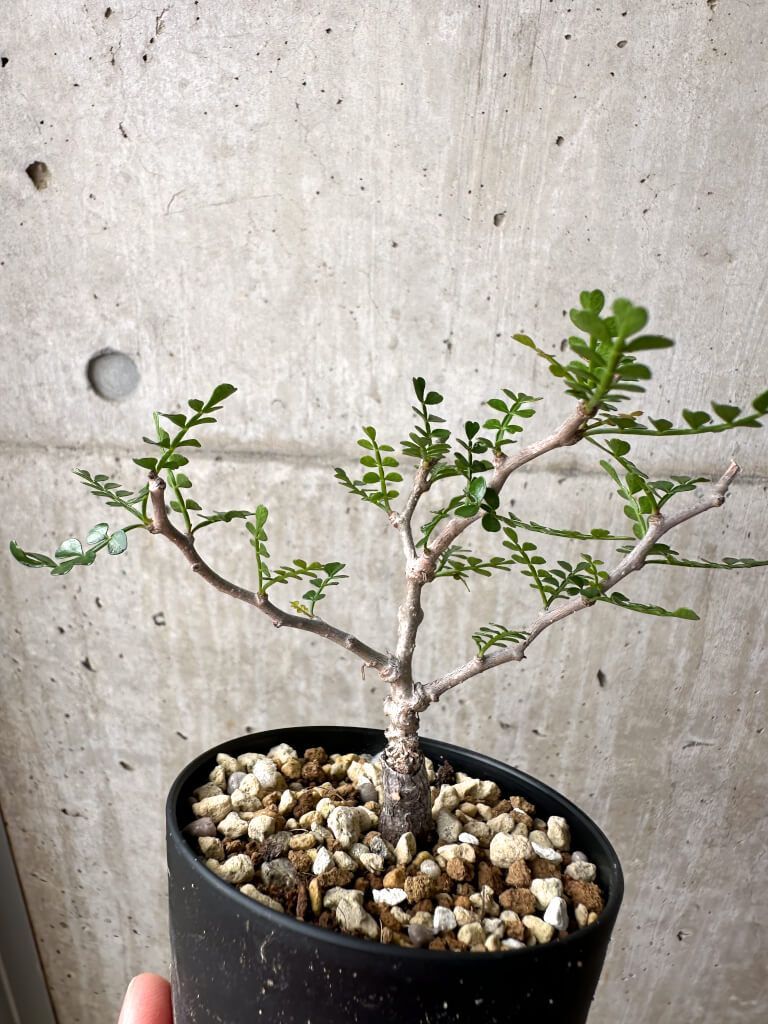 ベアルート株Y47】 Operculicarya pachypus オペルクリカリア パキプス