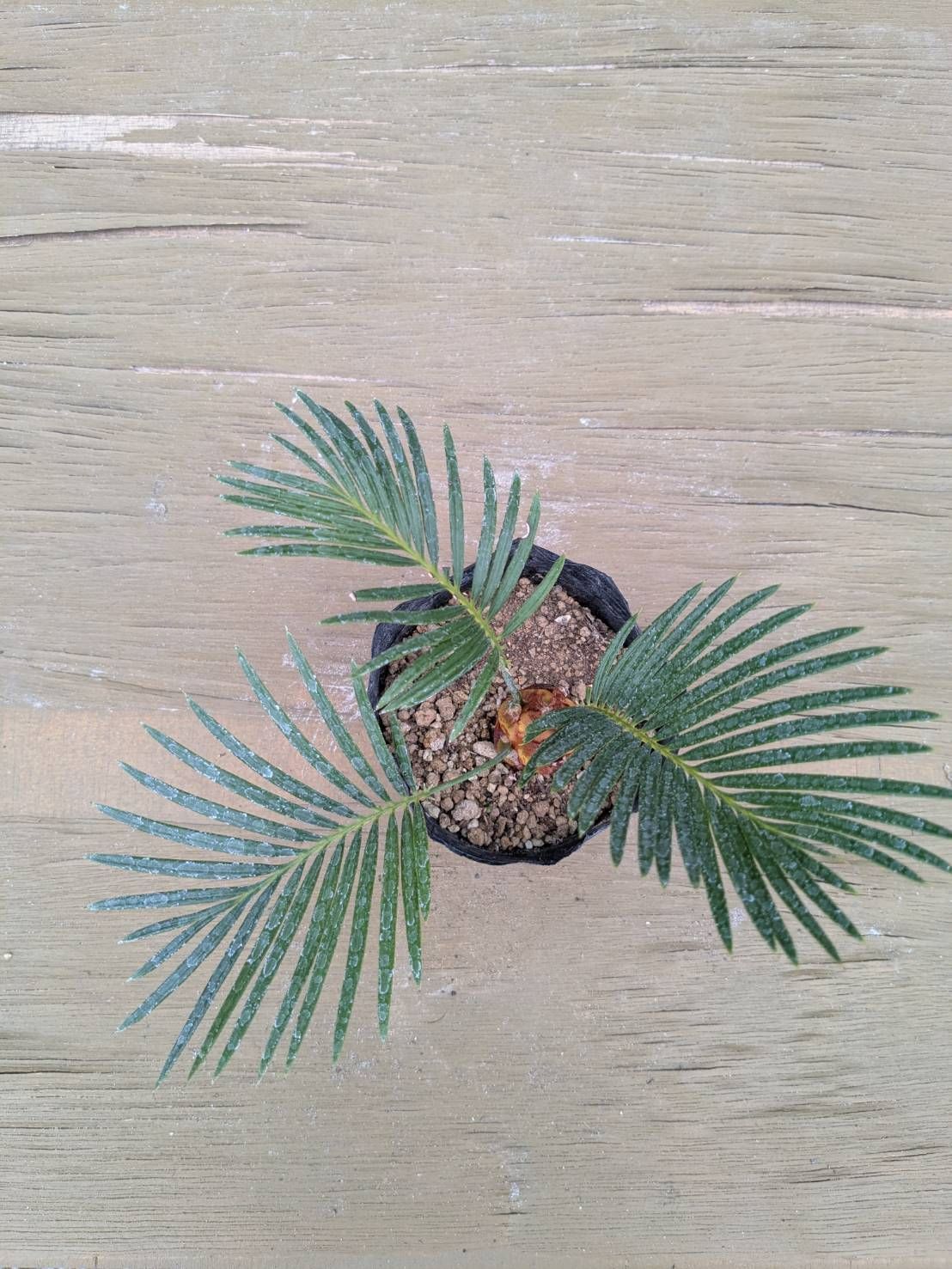 抜き苗発送】実生苗 ソテツ 蘇鉄 Cycas revoluta 2025-5-23-cr5 - メルカリ