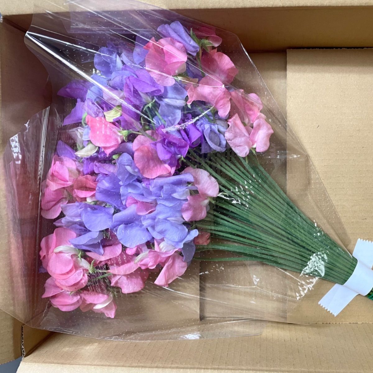 最高の品質の 新品 未使用 花 生花 切り花 花束 産地直送 新鮮 スイートピー 混合 Kk50本 保水有 植物 観葉植物 Wblog Paraiso Peru Com Wblog Paraiso Peru Com