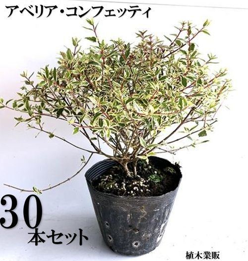 30本セット アベリア コンフェッティ|15 cmポット