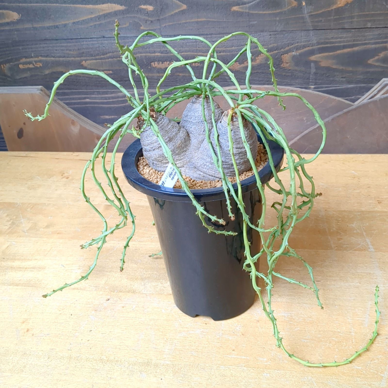 ユーフォルビア デシドゥア 3頭【稀有】鉢のまま発送 - メルカリ