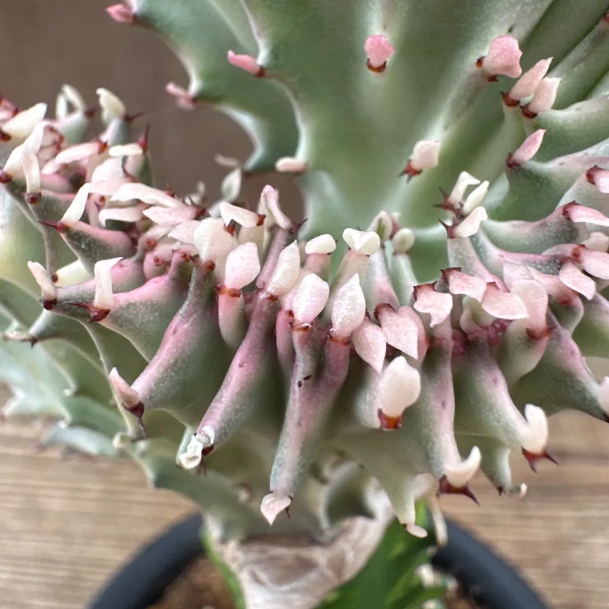 ユーフォルビア マハラジャ ピンク 現品 Euphorbia lactea 帝錦 夕焼けサンゴ 接ぎ木 接木 観葉植物 観葉 植物 珍奇植物 珍奇  珍しい レア 希少 多肉植物 多肉 カクタス おうち時間 グリーン アートプランツ - メルカリ