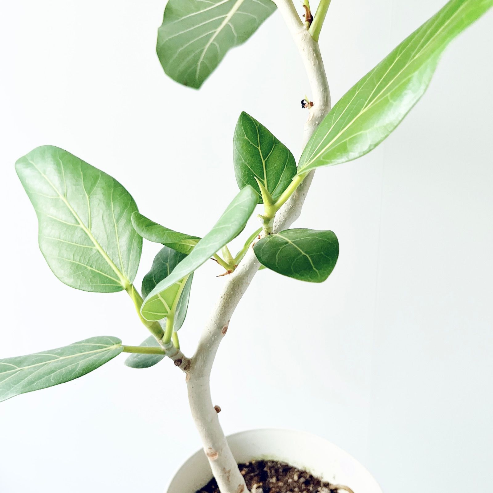 人気》フィカス ベンガレンシス 曲がり Mサイズ 観葉植物 calm cafe