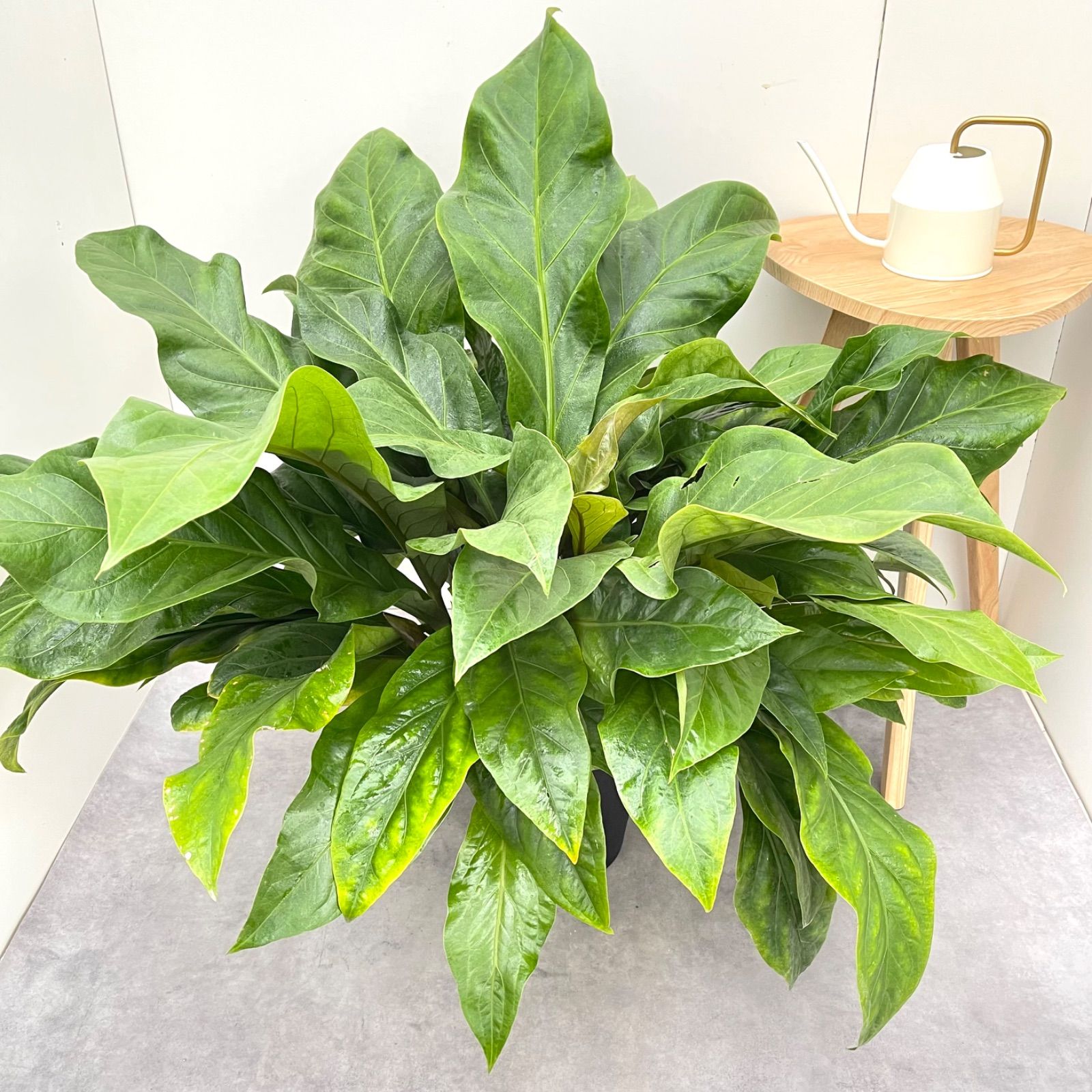アンスリウム ジャングルブッシュ 現品 観葉植物 大型