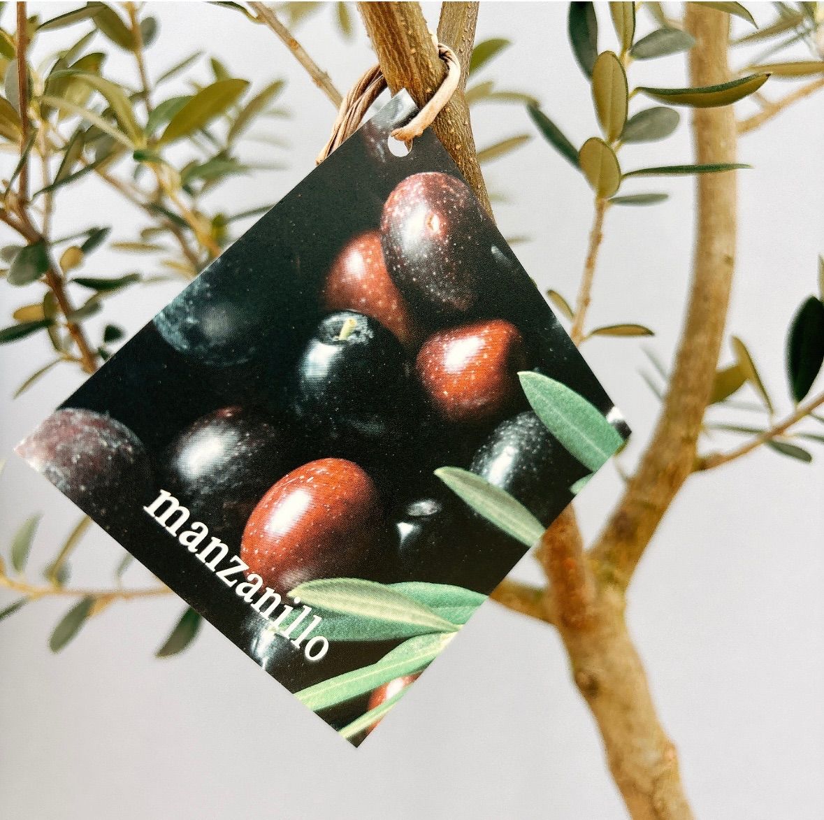 現品］24番 創樹 オリーブ マンザニロ 8号 観葉植物 常緑樹 SOUJU 玄関