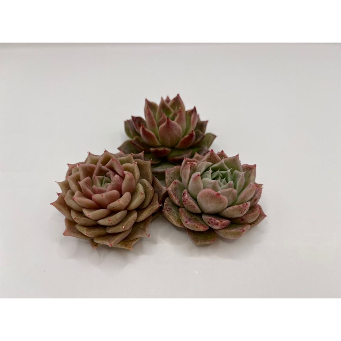 エケベリア レッドハイ (発根済み) チャンフィー苗 多肉植物 韓国苗