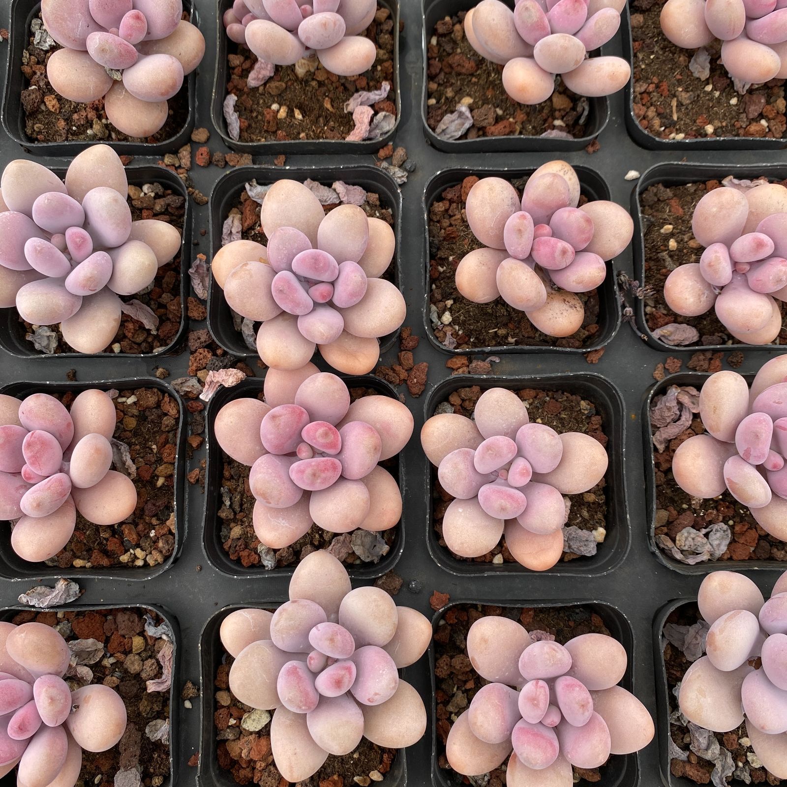 50株の抜き苗セット】桃之卵 多肉植物 佐川急便発送 エケベリア 韓国苗