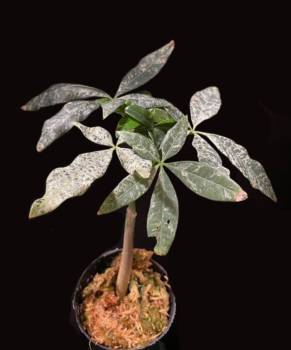 パキラ・ミルキーウェイ　実生　大苗　100センチ 実生苗】パキラミルキーウェイ パキラ・ミルキーウェイ 実生 大苗 100