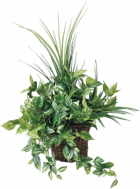 アートグリーン 壁掛けナチュラルグラス/光触媒〔壁掛けタイプ〕/光触媒 観葉植物 ウンベラータ フェイクグリーン 花 胡蝶蘭 開店祝い 開業祝い 誕生祝い 造花 アートフレーム おしゃれ 飾