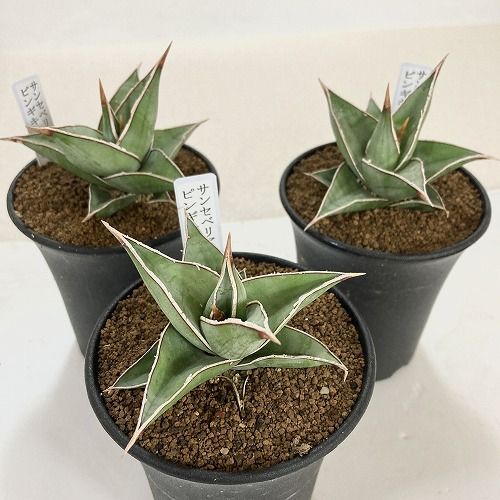 多肉植物 サンセベリア(サンスベリア) ピンギキュラ