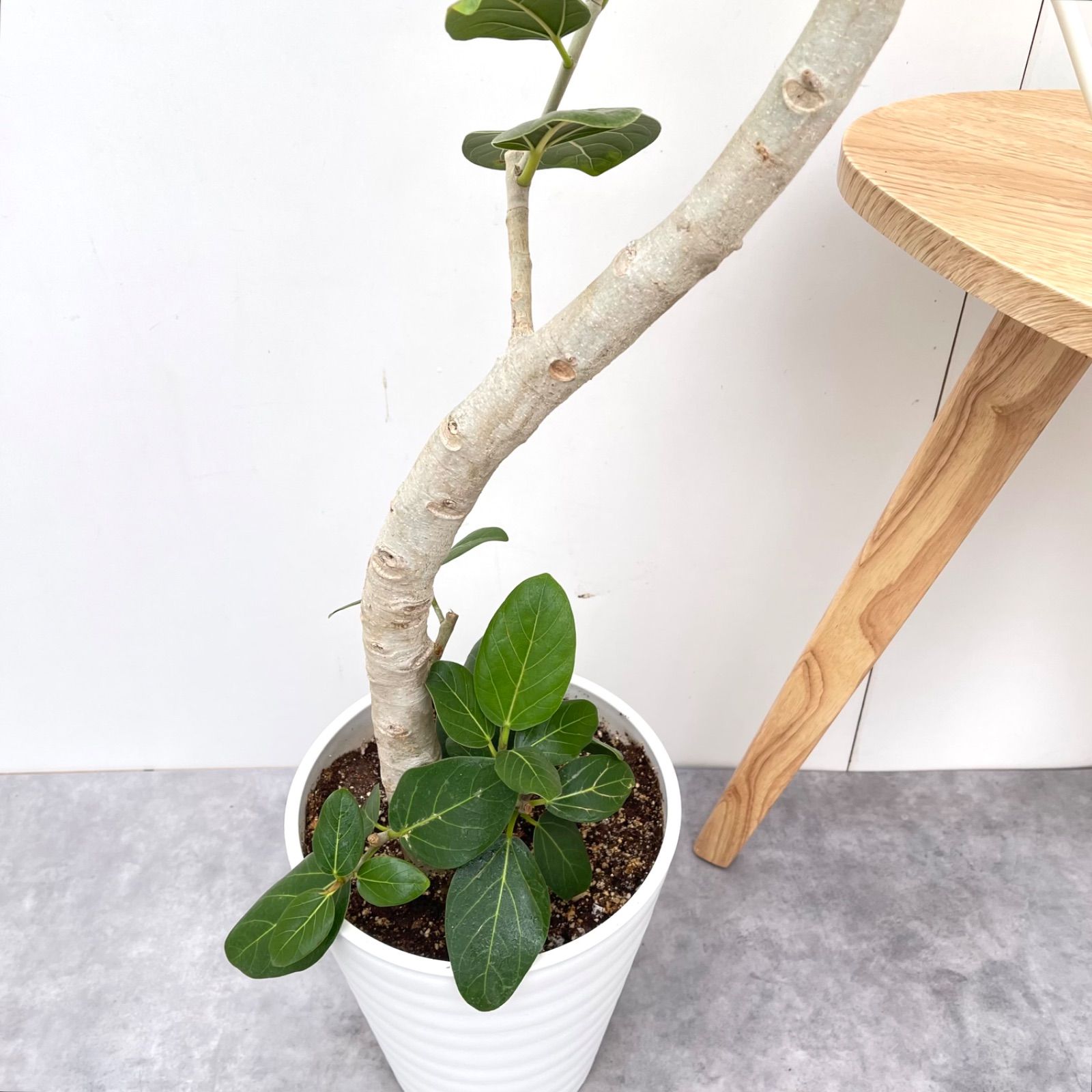 観葉植物 大型