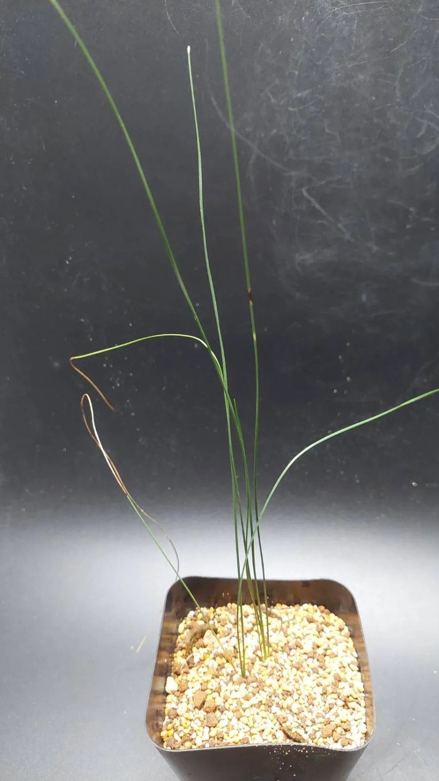 2025年最新】クサントロエア ブラックボーイの人気アイテム - メルカリ