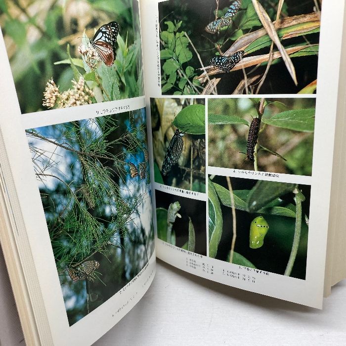 原色日本蝶類生態図鑑 1-3 セット 原色日本蝶類生態図鑑 全4冊揃 保育社 昭57～59 原色