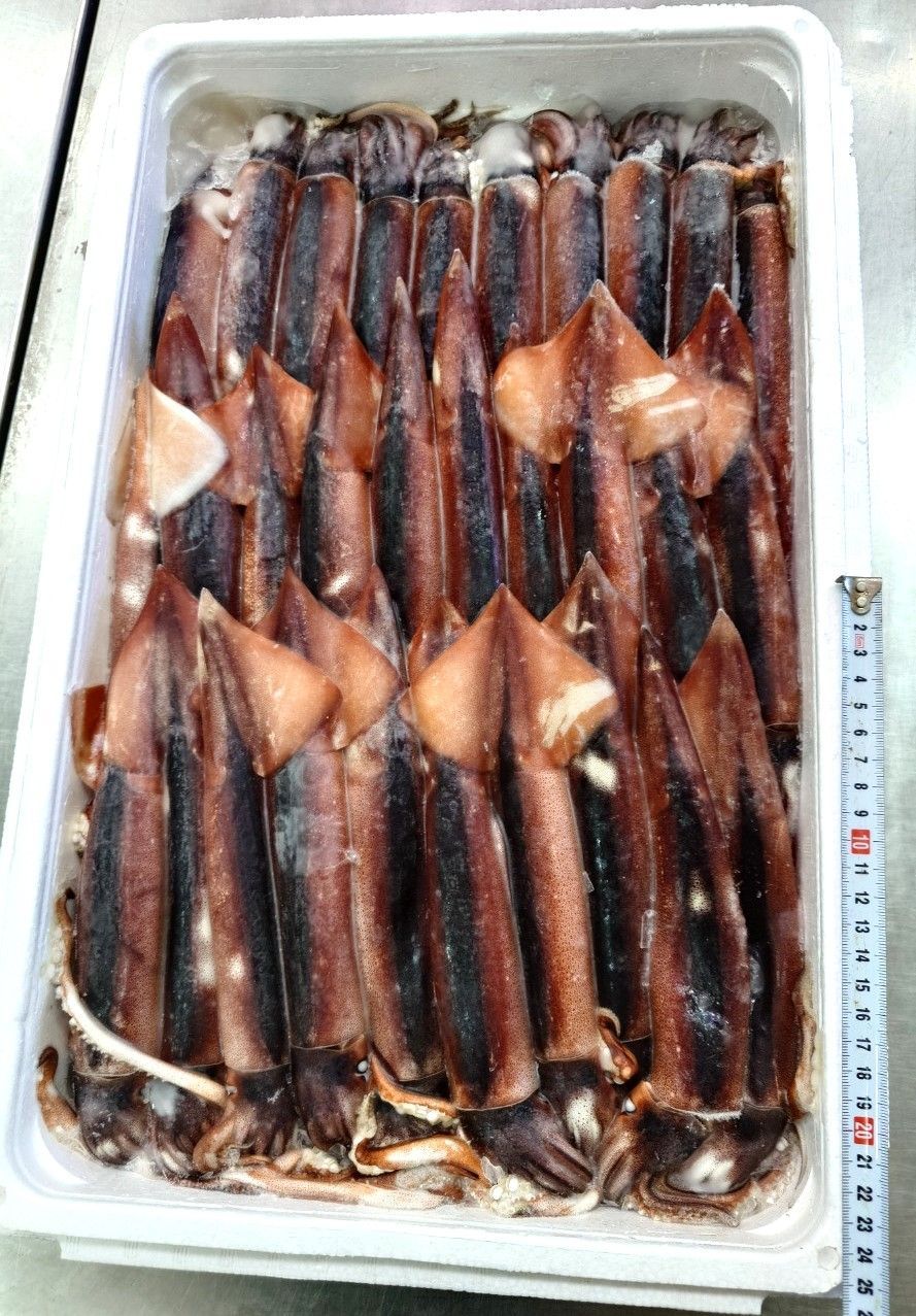 新鮮な生いかを冷凍に お刺身用