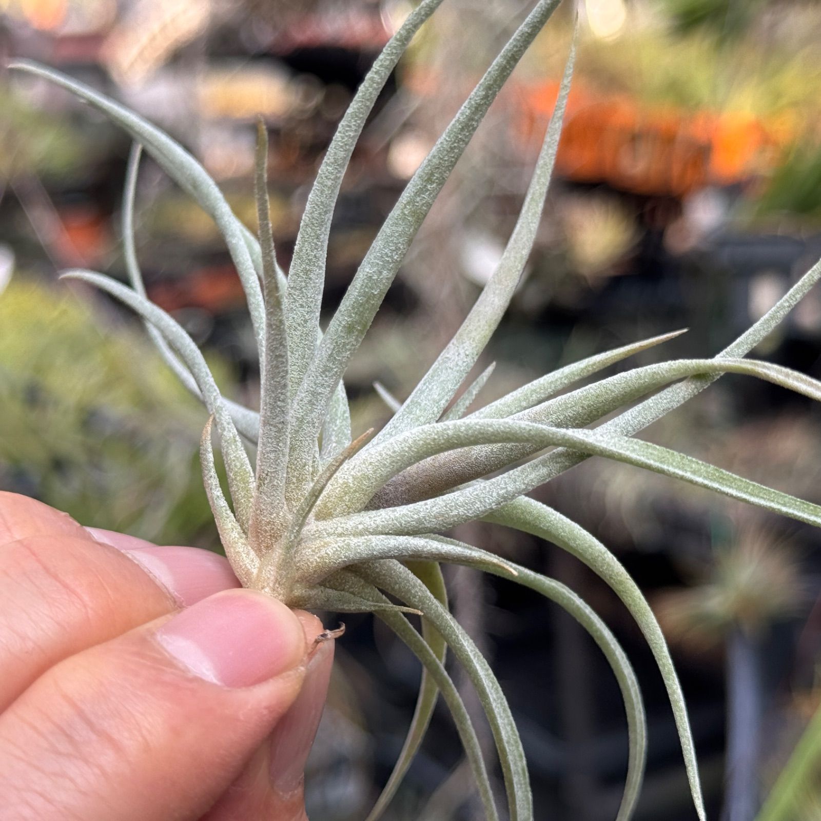 チランジア キセログラフィカ × ブラキカウロス Tillandsia