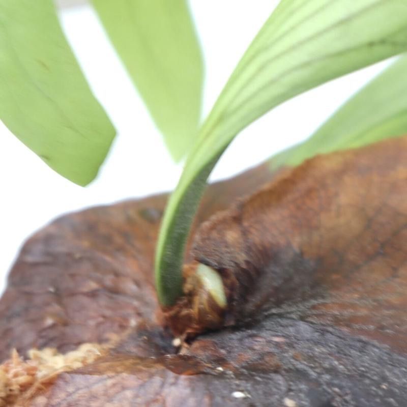 770ビカクシダ スリナリウムP.surinariumコロナリウムxワンダエ新種