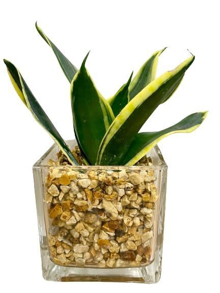 らいみん オーダー ご注文ページ らいみん ご注文ページ らいみん様 専用 オーダー ご注文ページ