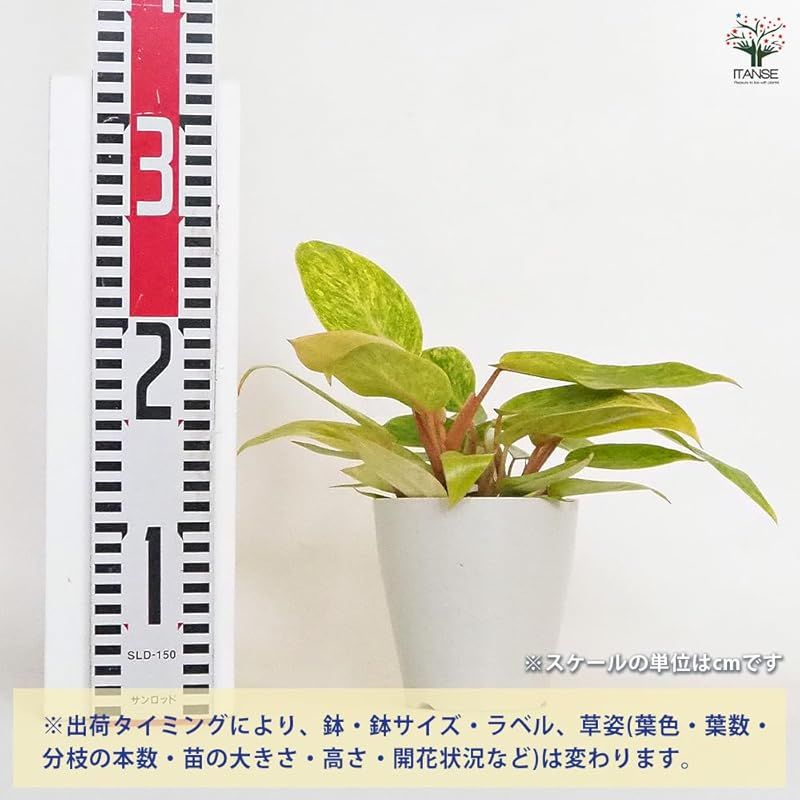 品種で選べる観葉植物 学名