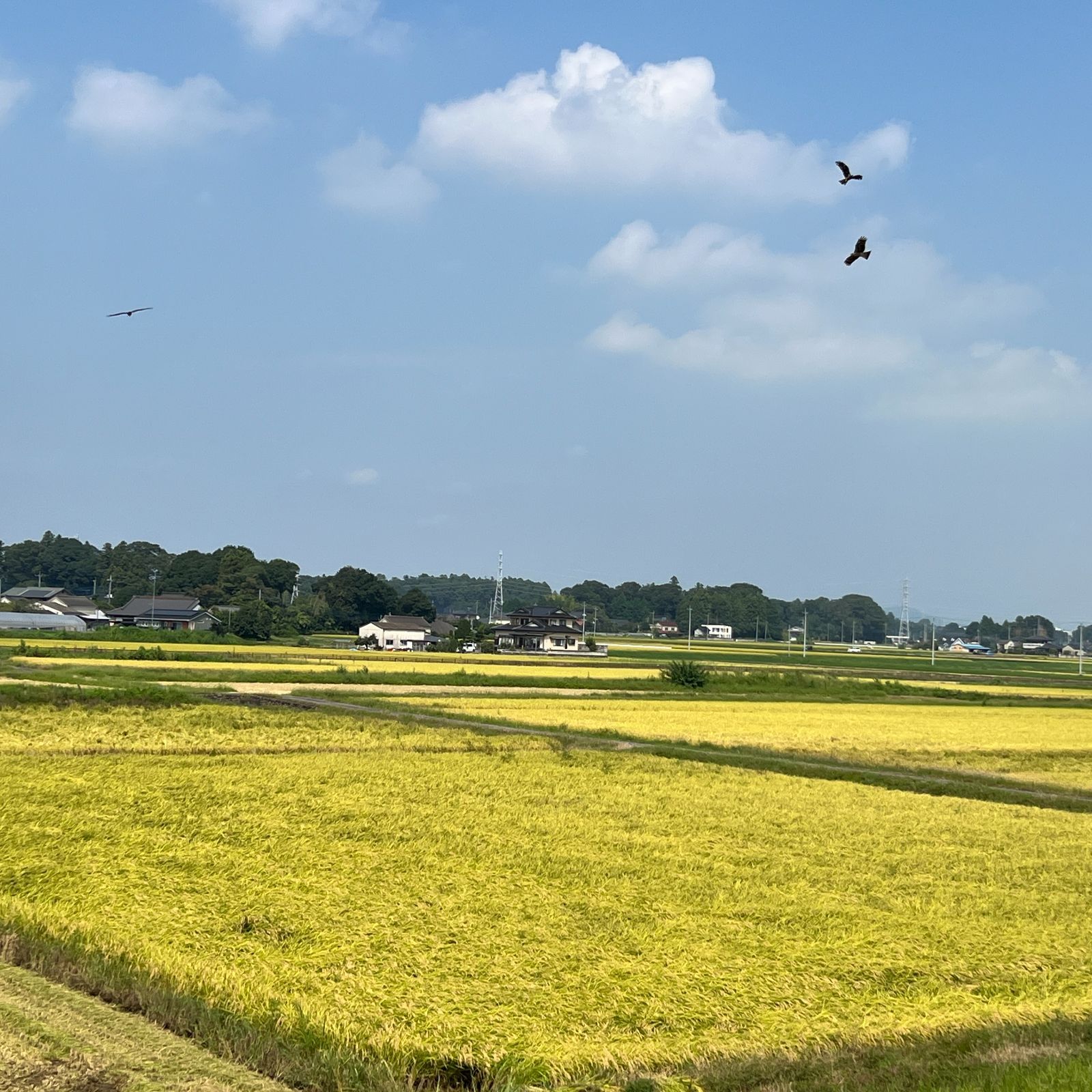 令和7年産コシヒカリ玄米20キロ◇栃木県産銘柄米 【公式通販】