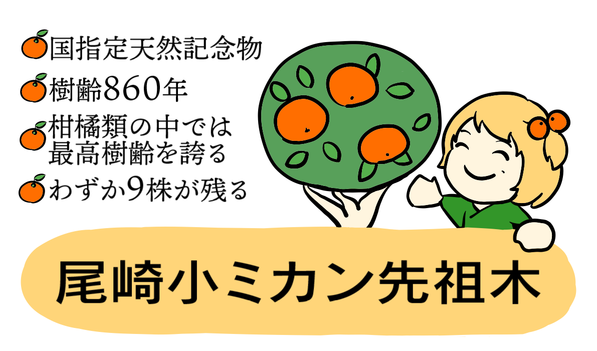 [天然記念物]尾崎小ミカン先祖木 販売所