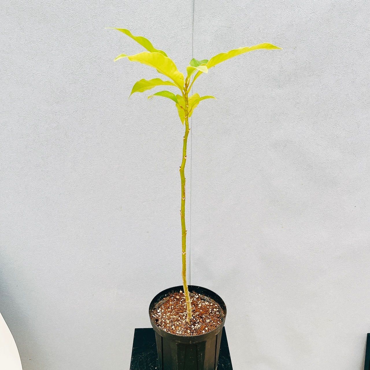 現品］☆初出品☆ 4番 キンコウボク 6号 観葉植物 屋外 珍しい