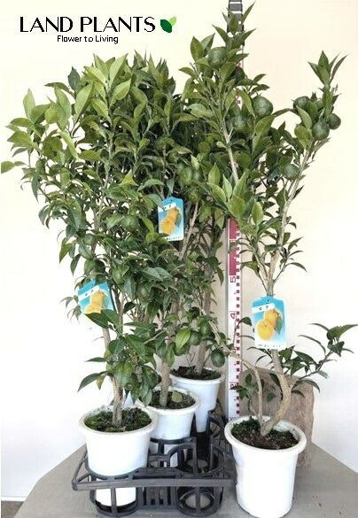 ケース販売 6入 柚子 本柚子 6鉢 6号 プラスチック苗 1鉢 ゆず ユズ 柚子の木 ユズノキ ユズ湯 Yuzu