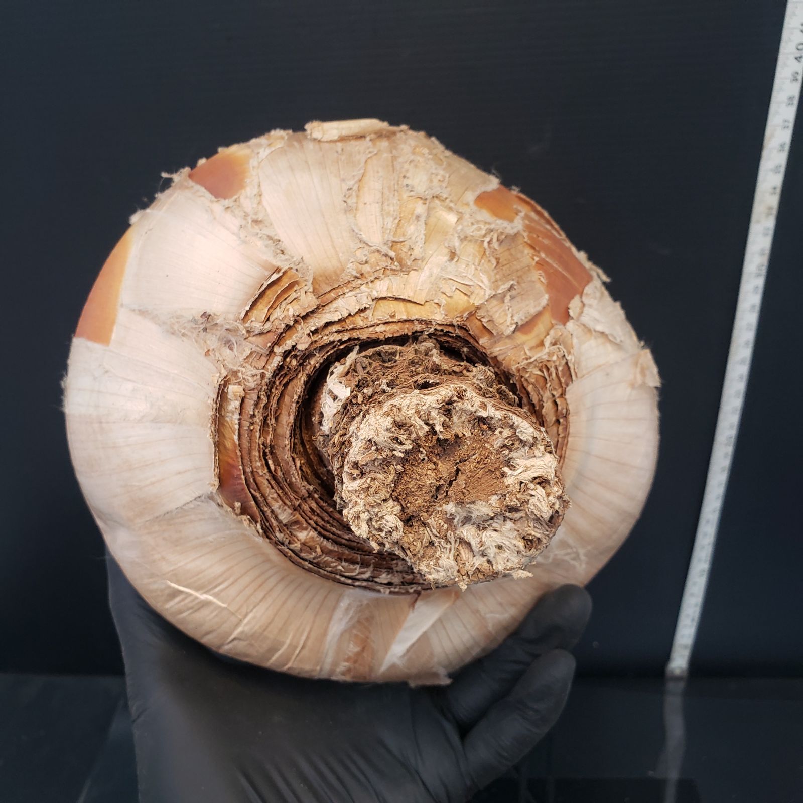 Z404 最新到着 Boophane ハエマンソイデス 現地球 抜き苗 球根植物 ブーファン ハエマンソイデス YUZUMIYA_COM